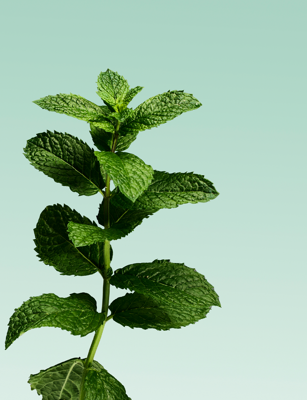 Close up of a mint tree and leaves against a light green background