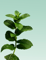 Davids Natural Toothpaste with nano hydroxyapatite - mild mint flavour